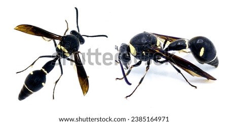 Fraternal Potter Wasp - Eumenes fraternus - builds a miniature pot out of mud in which it lays an egg and places a live caterpillar. The larva feeds on this. Isolated on white background two views