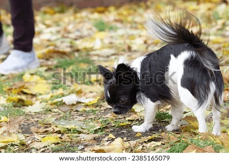 A little dog on a walk. Chihuahua