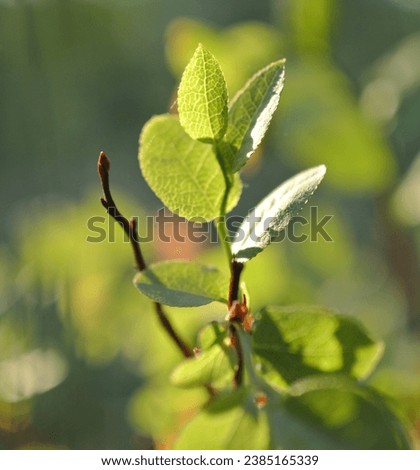 Blueberry leaf with bokeh background, Finland, Scandinavia