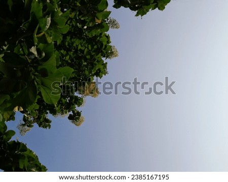 Natural background, some green leaves and blue sky. Green leaf shoots from the tip of the tree, set against a clean blue sky in the morning.
