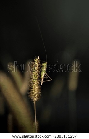 katydid is resting on foxtail Royalty-Free Stock Photo #2385171237