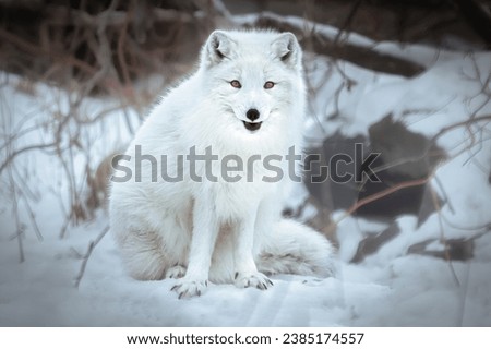 Lock eyes with a tiny predator, an Arctic Fox (Vulpes lagopus) rests in a snow covered spot surrounded by brush. White fur camoflauges it in the winter landscape. Captive animal