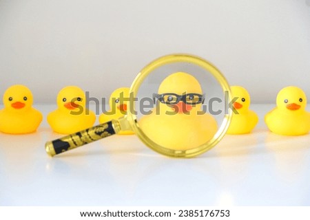 Magnifying glass puts in focus yellow rubber duck with glasses standing out amongst other plain yellow rubber ducks. Stand out concept, job interview, Human Resources and career concept.