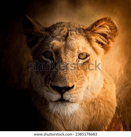 A mesmerizing closeup of a lioness during the golden hour, with half of her face cloaked in shadow, and her piercing eyes illuminated, creating a captivating and intense gaze.
