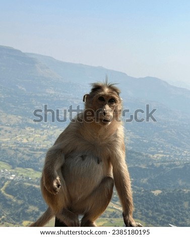 A monkey on the top of Maharashtra’s peak . His reaction is incredible when we trying to click the picture . This monkey is very shy
