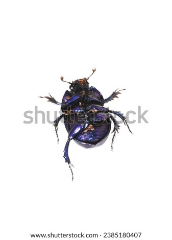 The dung beetle Anoplotrupes stercorosus showing shiny underside and lot of mites Royalty-Free Stock Photo #2385180407