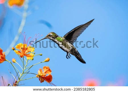 Bright, sunny photo of a Black-throated Mango hummingbird, Anthracothorax nigricollis, in flight with tropical orange flowers