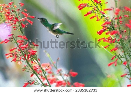 Colorful photo of a Blue-chinned Sapphire hummingbird, Chlorestes notata, pollinating red flowers