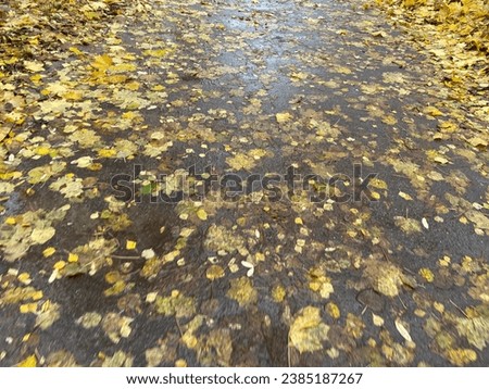 Autumn leaves on wet asphalt in natural evening light. Royalty-Free Stock Photo #2385187267