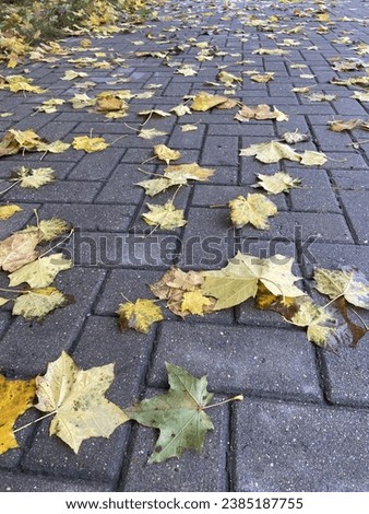 Autumn leaves on a damp cobblestone road.  Royalty-Free Stock Photo #2385187755