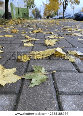 Autumn leaves in the urban landscape. Royalty-Free Stock Photo #2385188339