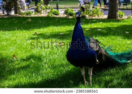 Paris, France 02092023: Big birds in Jardin d'Acclimatation, p
