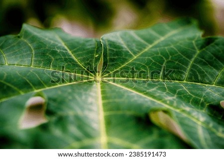 papaya leaf. The intricate details and rich colors make this stock photo a versatile addition to your design toolkit.