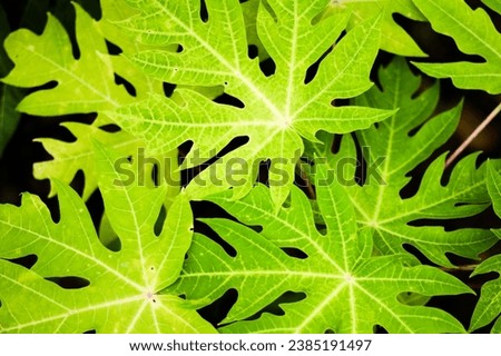 papaya leaf with this exquisite stock photo. The graceful contours and radiant green tones of the leaf create a visually pleasing composition for your design needs.
