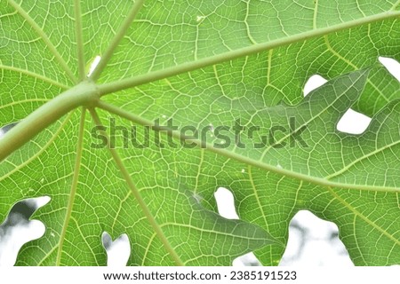 papaya leaf with this exquisite stock photo. The graceful contours and radiant green tones of the leaf create a visually pleasing composition for your design needs.