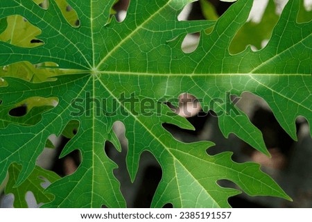Papaya leaf with this striking stock image. This close-up shot showcases the leaf's fine details and vibrant green hues.
