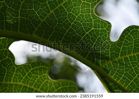 Papaya leaf with this striking stock image. This close-up shot showcases the leaf's fine details and vibrant green hues.
