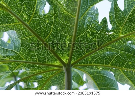 papaya leaves with this high-quality stock photo. Perfect for your design projects, this image captures the unique texture of papaya leaves up close