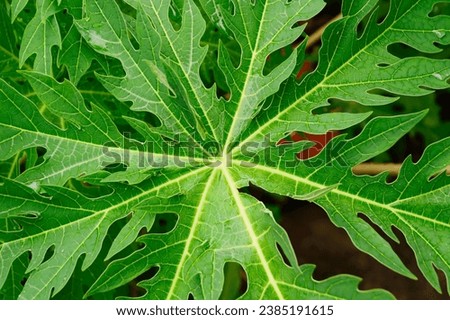 papaya leaves with this high-quality stock photo. Perfect for your design projects, this image captures the unique texture of papaya leaves up close