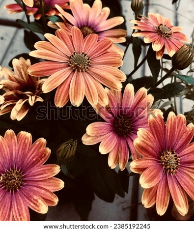 high quality photography and image with varied flowers different colors pink orange yellow I hope you like it .