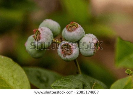 Unripe fruits of northern highbush blueberry (Vaccinium corymbosum) Royalty-Free Stock Photo #2385194809