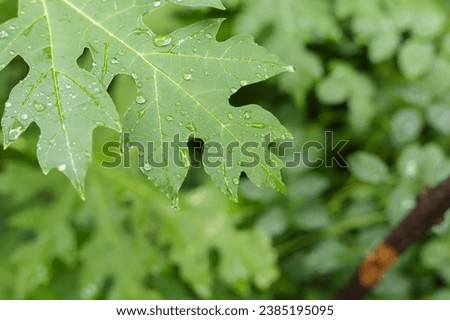 Papaya leaf through this captivating photo collection. Each image captures the intricate details and unique patterns found in papaya foliage. From the graceful curvature of the leaves