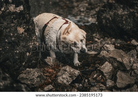labrador retriever dog in water stream