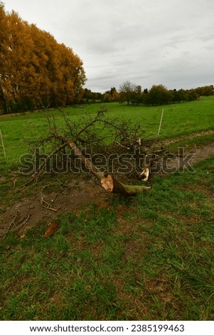 Broken Tree on meadow near Worms Germany. High quality photo