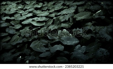 Leaves with drops of water. dews Dark green foliage with serrated leaves glistening with raindrops. Low key, horizontal background or banner. -