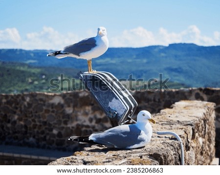 A photo of two white ang grey seagulls waiting on a wall