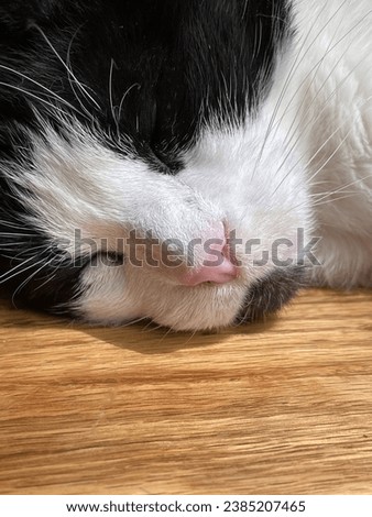 Close up of black and white cat face sleeping.