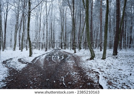 Dirt road in a snow-covered forest, January day
