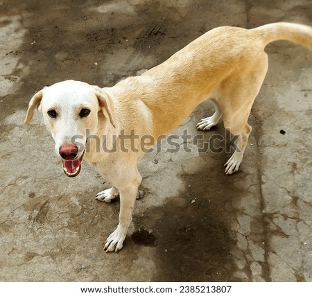 A dogie named Laila in different moods. Royalty-Free Stock Photo #2385213807