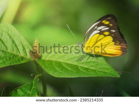yellow-black butterfly on the leaves in the natural forest