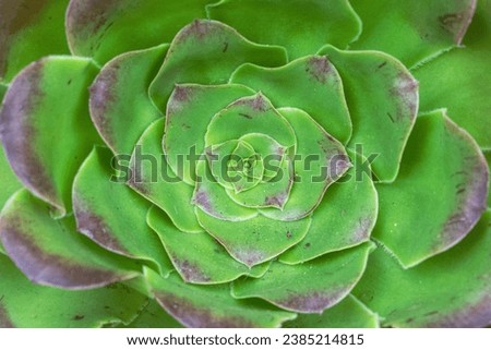 Close up of a green succulent plant.
