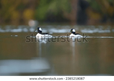Bufflehead resting at seaside, this is a buoyant, large-headed duck that abruptly vanishes and resurfaces as it feeds