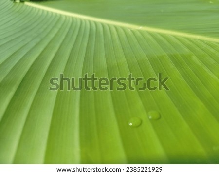 Banana leaves with water drops for background, Water drops on banana leaf