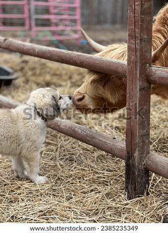 Great Pyrenees, livestock guardian dog meeting, the livestock highland cow for the first time Royalty-Free Stock Photo #2385235349