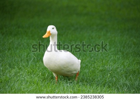 Closeup portrait of a white duck with an orange beakon. The head is visible looking towards the camera Royalty-Free Stock Photo #2385238305