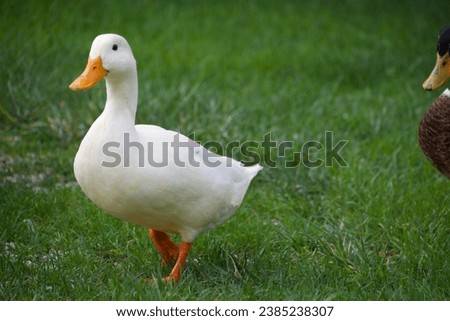 Closeup portrait of a white duck with an orange beakon. The head is visible looking towards the camera