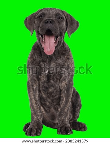 cane corso italiano breed lying in the garden on green grass on green screen background Cane Corso portrait. Cane Corso sitting outdoors. Large dog breeds. Italian dog Cane Corso. The courageous look