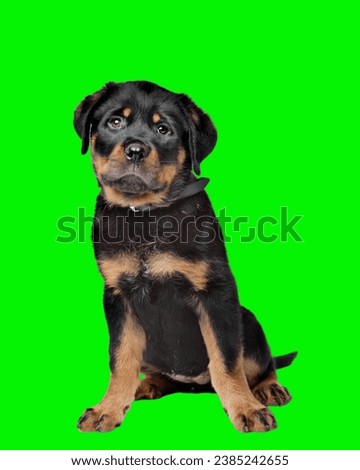 Rottweiler sitting on green screen background and laying grass posing for a photograph, taken at eye level with studio lights on the lawn looking inquisitive, ready to protect Stunning proud Adult ped