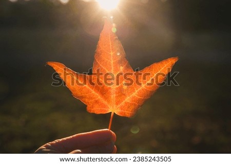 A Sunny afternoon in Vancouver, British Columbia, Canada: A person holds a stunning red and orange maple leaf with the sun's rays shining behind.