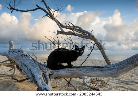 Black Mini Pantera cat on the Atlantic beach. Cuban cat and sunrise on the Atlantic Ocean coast.