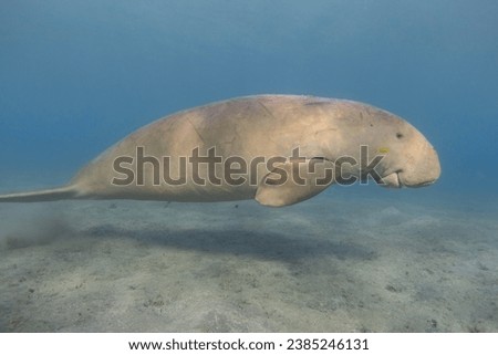 Dugong (Dugong dugon) swimming. Sea cow.