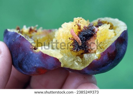 Plum Fruit Moth (Cydia funebrana) caterpillar in a fruit, orchard in Poland. Royalty-Free Stock Photo #2385249373