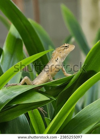 A beautiful Indian girgit or oriental garden lizard or chameleon in a green plant on a graden with natural green background 