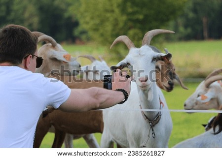 Young man taking a picture of white goat with big horns