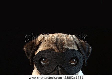 Superhero dog costume in black mask. Close-up. Carnival or holiday. Isolated studio shot on black background. Copy space. Royalty-Free Stock Photo #2385261951