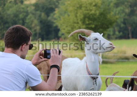 Young man taking a picture of crazy white goat with big horns